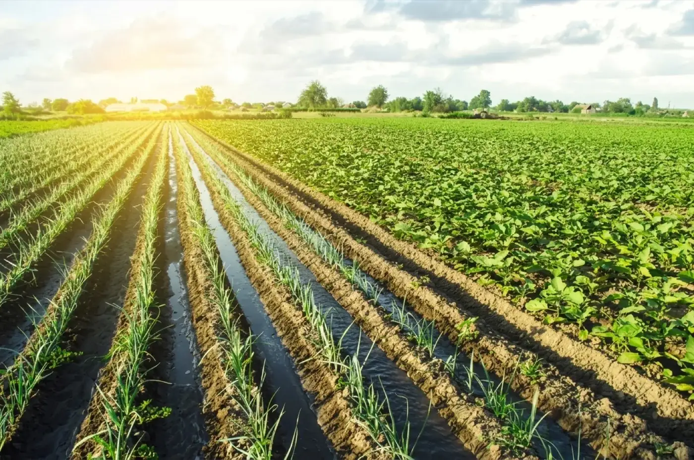 Campo de cultivo con surcos regados al amanecer