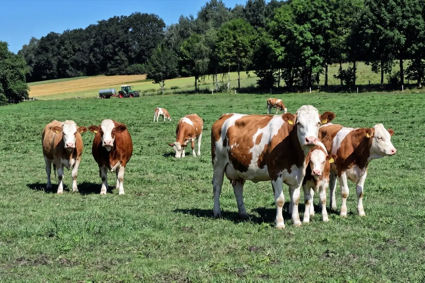 Vacas pastando en un prado